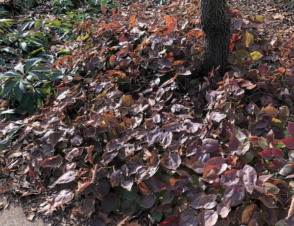 Epimedium's winter color