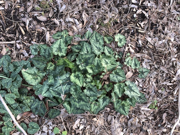 Hardy cyclamen in winter