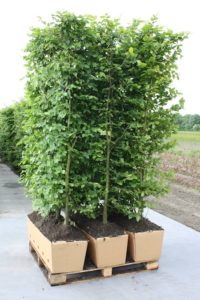 European beech hedge from InstantHedge.com