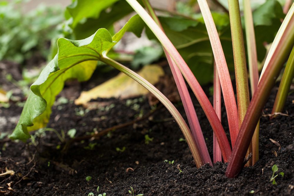 The stems of rhubarb are the only edible part of the plant.