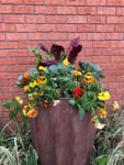 Chard, pansy and ornamental cabbage for a fall containers. (C) Jo Ellen Meyers Sharp