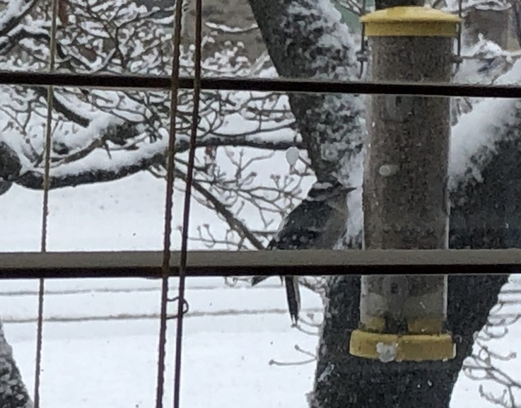 Finch at tube bird feeder in winter