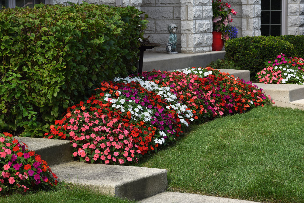 Beacon is a new bedding impatiens that is not affected by impatiens downy mildew. 