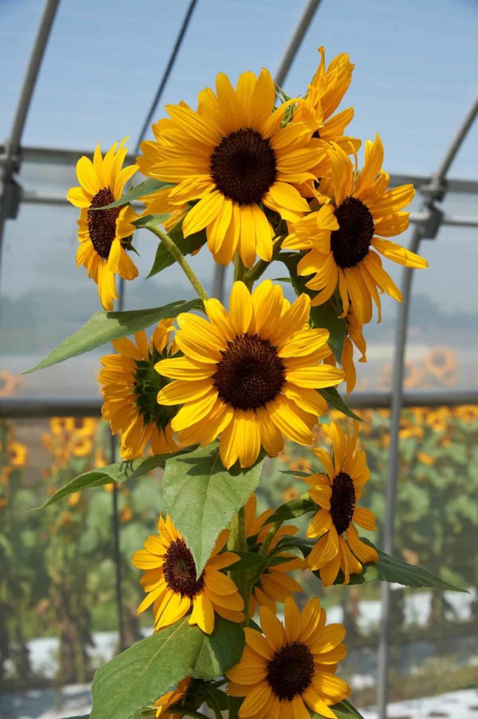Concert Bell is a columnar shaped sunflower, a 2022 All-America Selection.