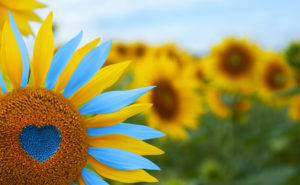 Sunflower with petals yellow and blue, Ukraine colors.