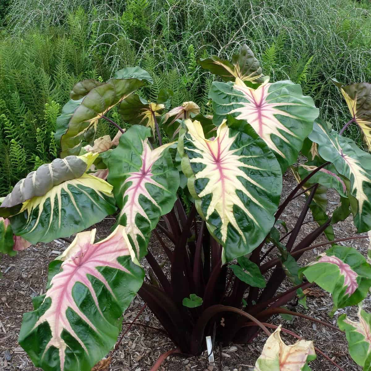 AAS names colocasia a winner - Hoosier Gardener