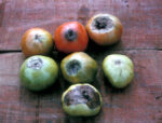 Irregular watering, especially for new plants, is a common cause of blossom end rot.