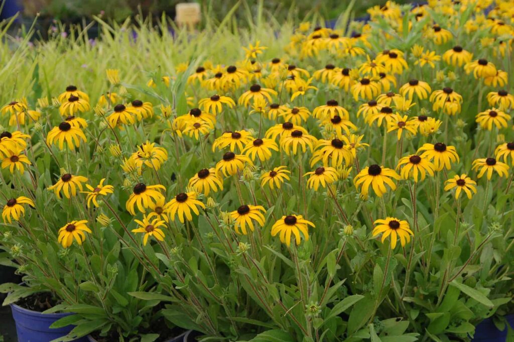 A thick stand of American Gold Rush Rudbeckia, or Black-eyed Susans.