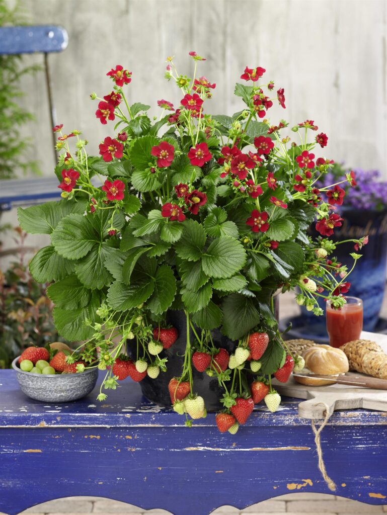 Ripe and ripening strawberries growing in a container on a table.