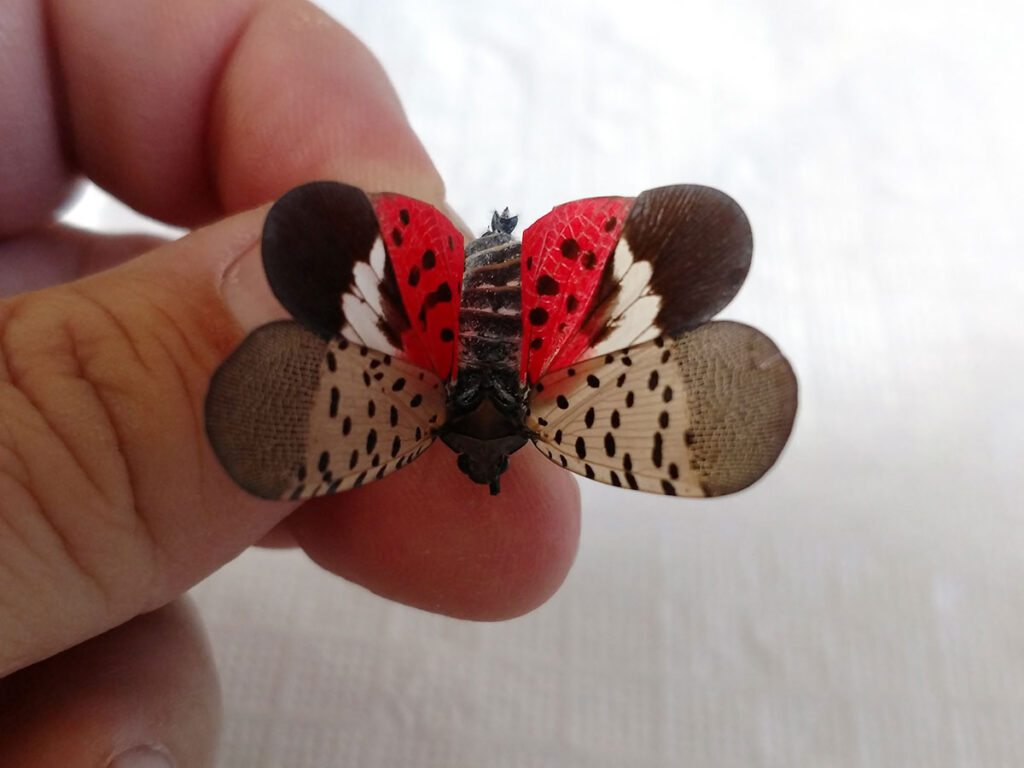 Hand holds adult spotted lantern fly to show its beautiful colors.