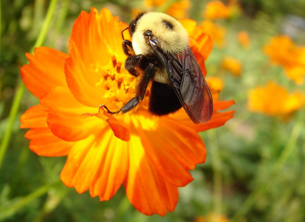 Bumble bee on orange cosmos.