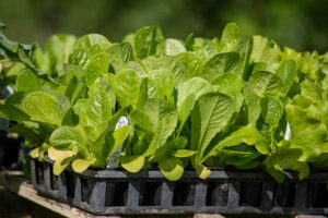 Leaf lettuce in planting tray.