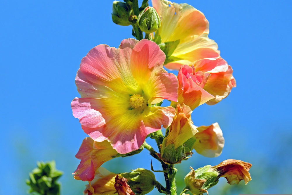 Pink hollyhock flower with yellow throat against a blue sky.