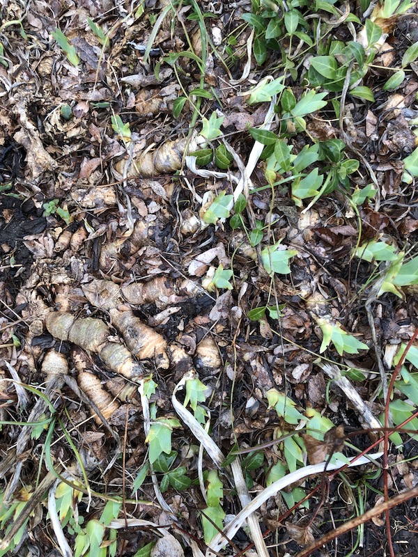 Iris rhizomes at the soil surface.
