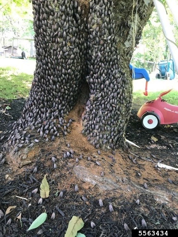 Spotted lantern fly insects overwhelm the base of a tree.