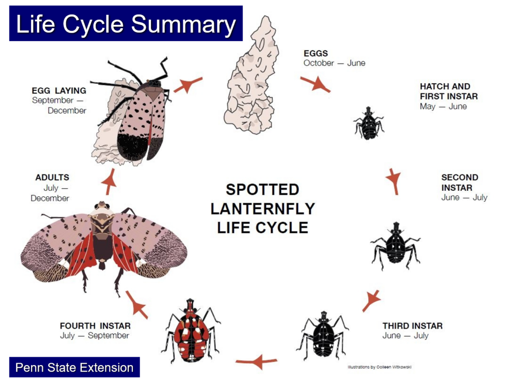 Diagram shows life cycle of spotted lantern fly.