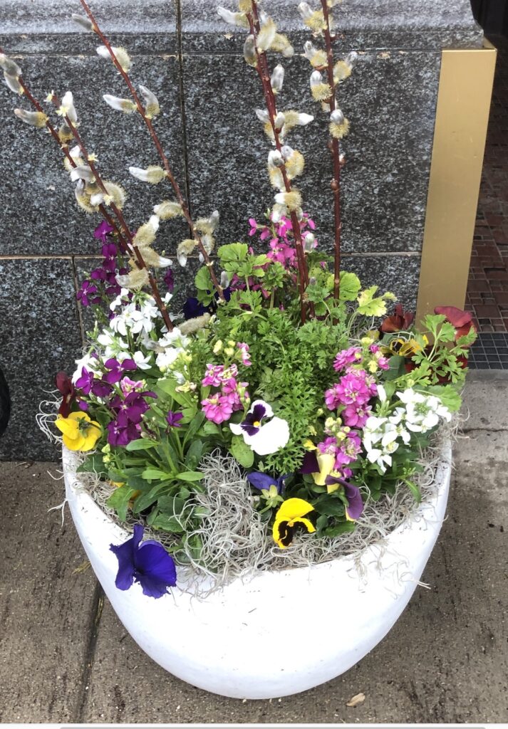 Spring planting pot with pansies, stocks, ranunculus and pussy willow sticks.