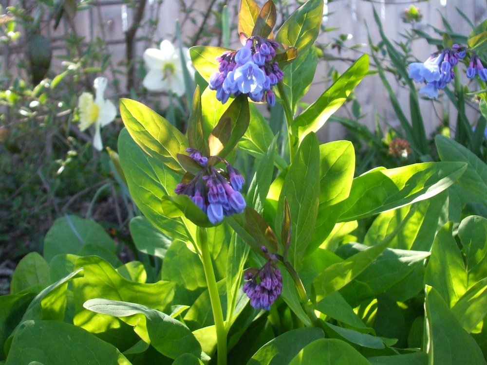Virginia bluebell, a spring ephemeral basks in the sun.