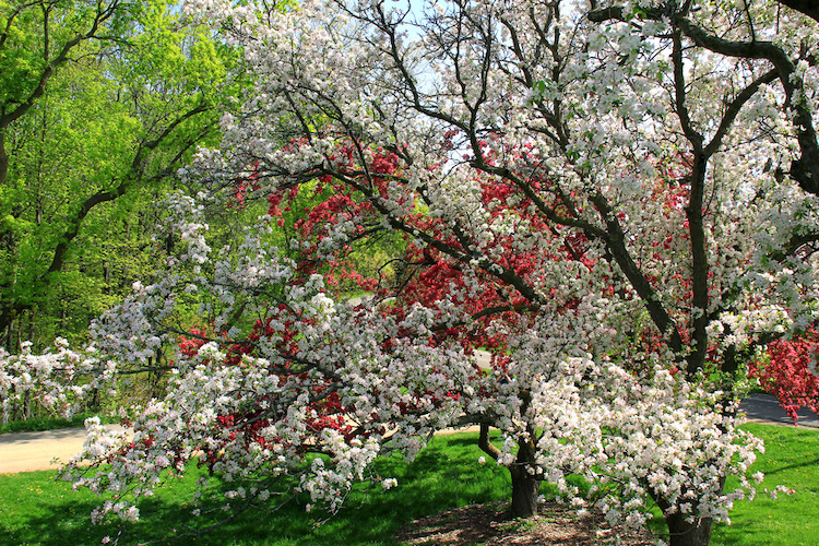 Red and white flowers of crabapple.