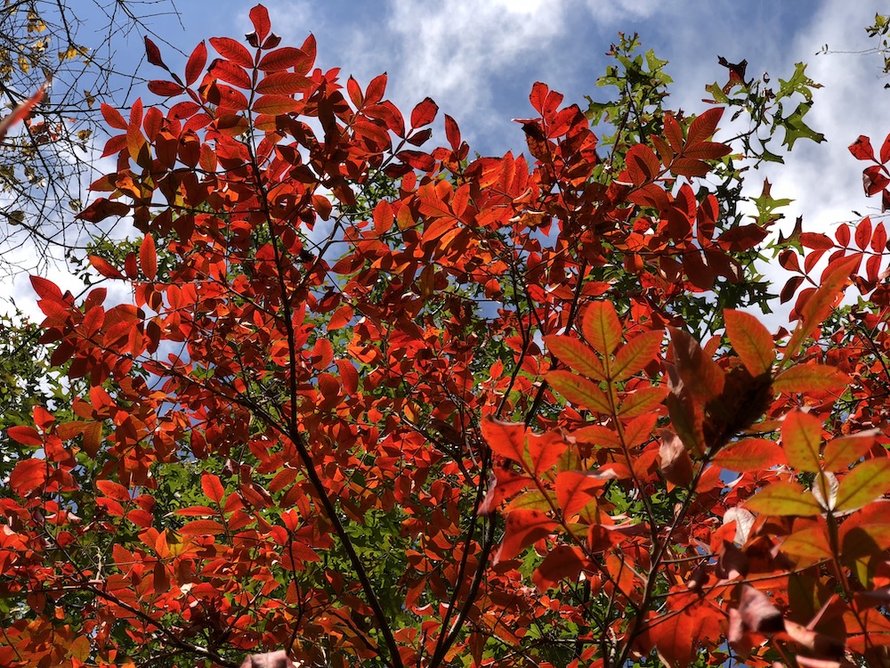 The brilliant red of winged sumac's fall color.