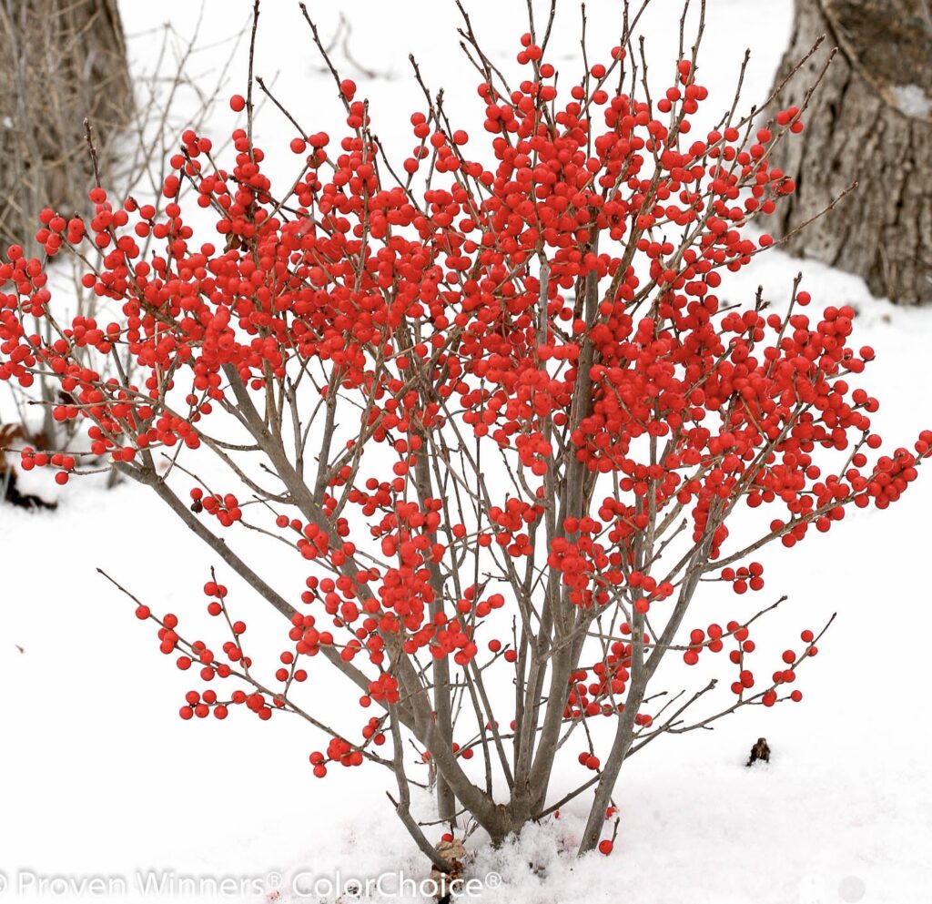Red holly berries on shrub in snow.
