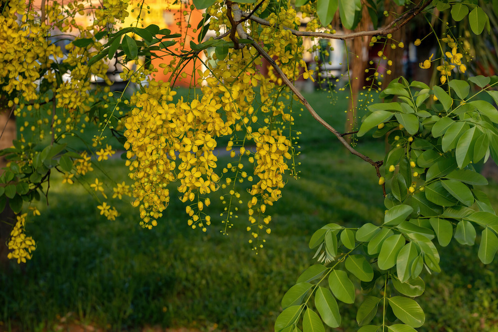 Flowers on golden raintree.