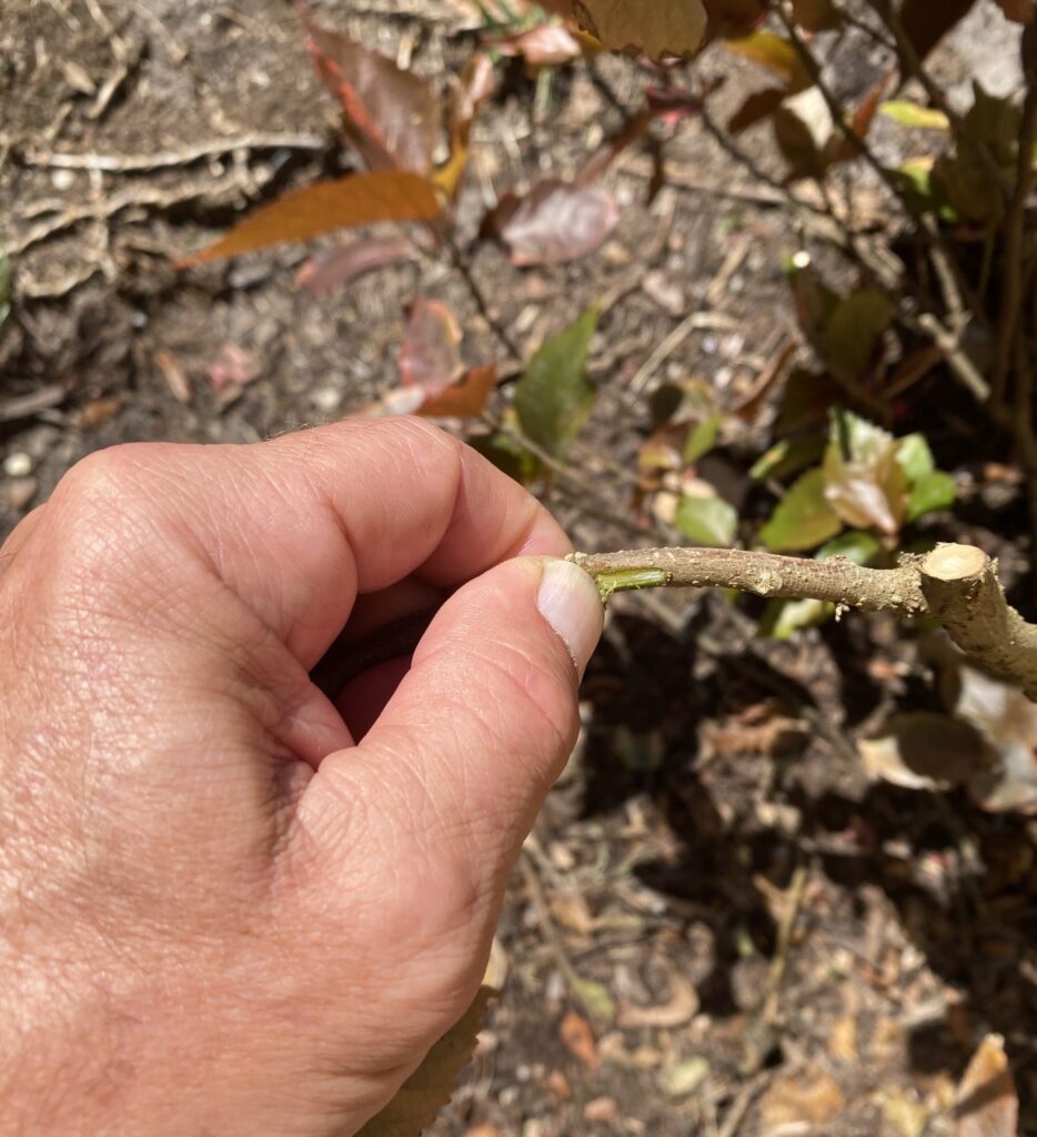 A thumb scratches along a stem to see if there's any green.