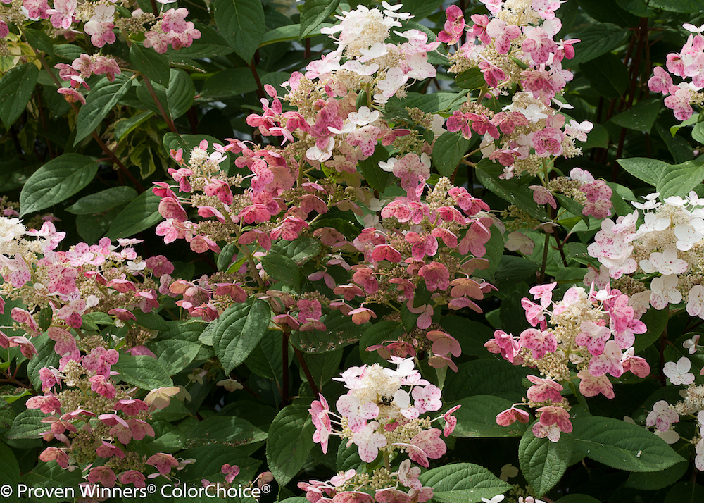Quick Fire panicle hydrangea with white and pink flowers.