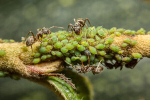 Ants farm green aphids for honeydew.