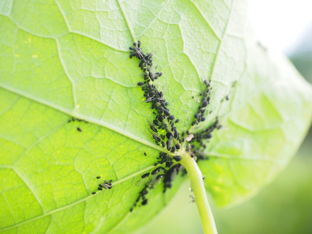 Black aphids on underside of leaf