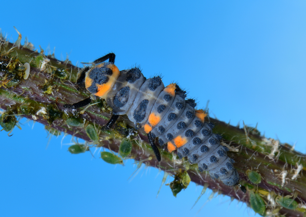 Lady beetle larva dines on aphids.