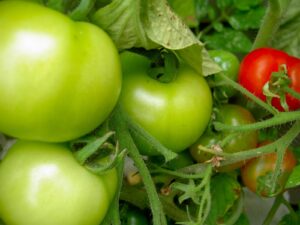 green and red tomatoes.