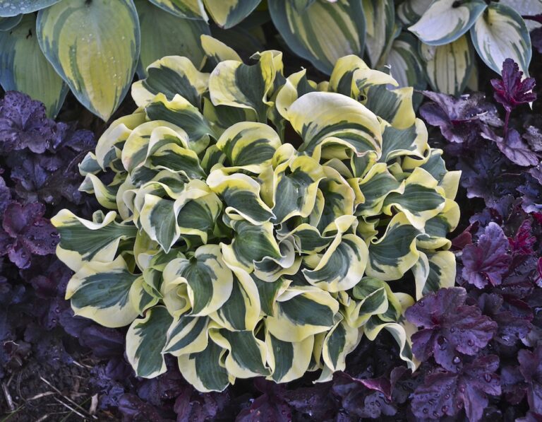 May Hosta June Plant of the Month: Hosta - Hoosier Gardener