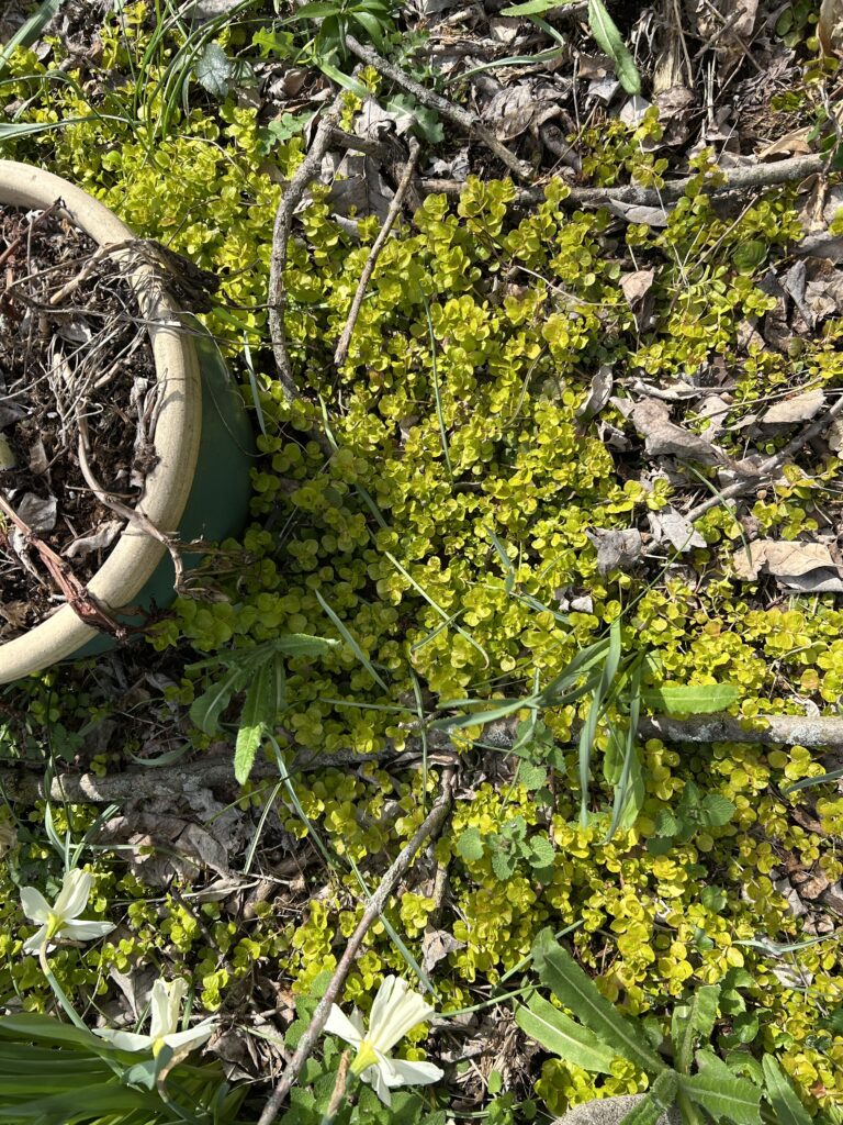 creeping Jenny is an invasive species