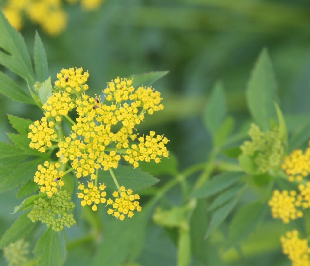Yellow flower of golden alexanders